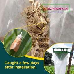 SK Agrotech Scirpophaga Incertulas (Rice Yellow Stem Borer) Pheromone Trap With Lure - Effective Control For Rice Yellow Stem Borer 6
