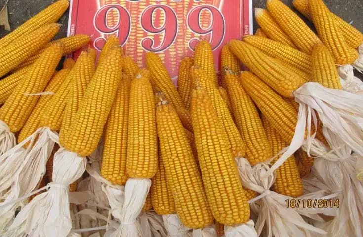 Maize Seeds 999 Hybrid - CP Seeds, Makka Ke Beej, High Yeilding, Deep Kernels, Best Quality Makka - Image 6
