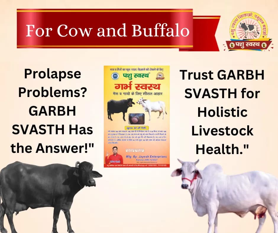PASHU SVASTH GARBH SVASTH, Herbal Cattle Prolapse And Uterine Health Solution - Image 4