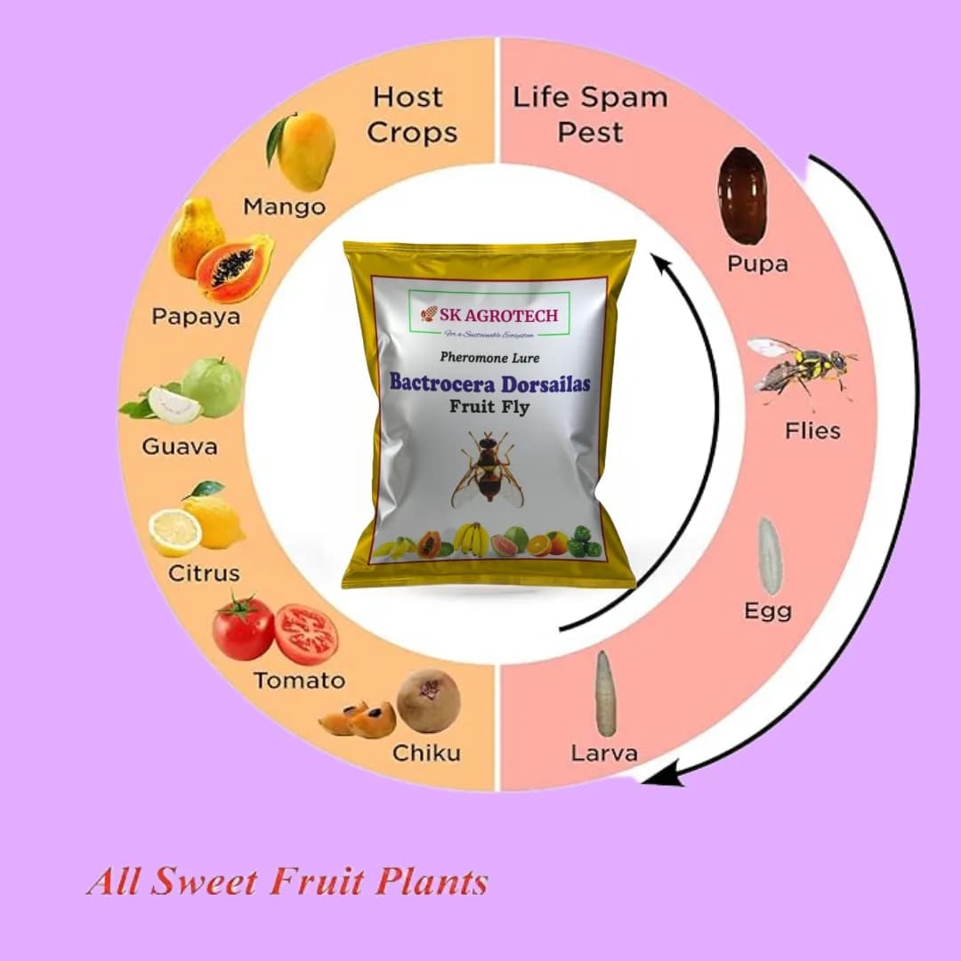 SK Agrotech Bactrocera Dorsalis Fruit Fly Pheromone Trap With Lure - Effective Solution For Mango, Papaya, Sapota, Etc. - Image 7