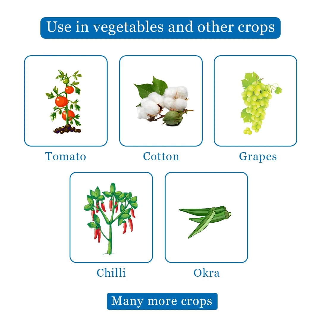 EBS Antigo Insecticide - Image 4
