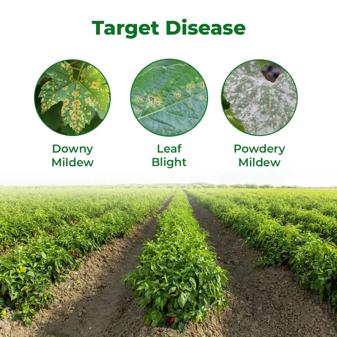 EBS Bacillus Subtilis Bio Fungicide Powder, Control Downy Mildew, Powdery Mildew And Bacterial Diseases For Plants And Home Garden - Image 3