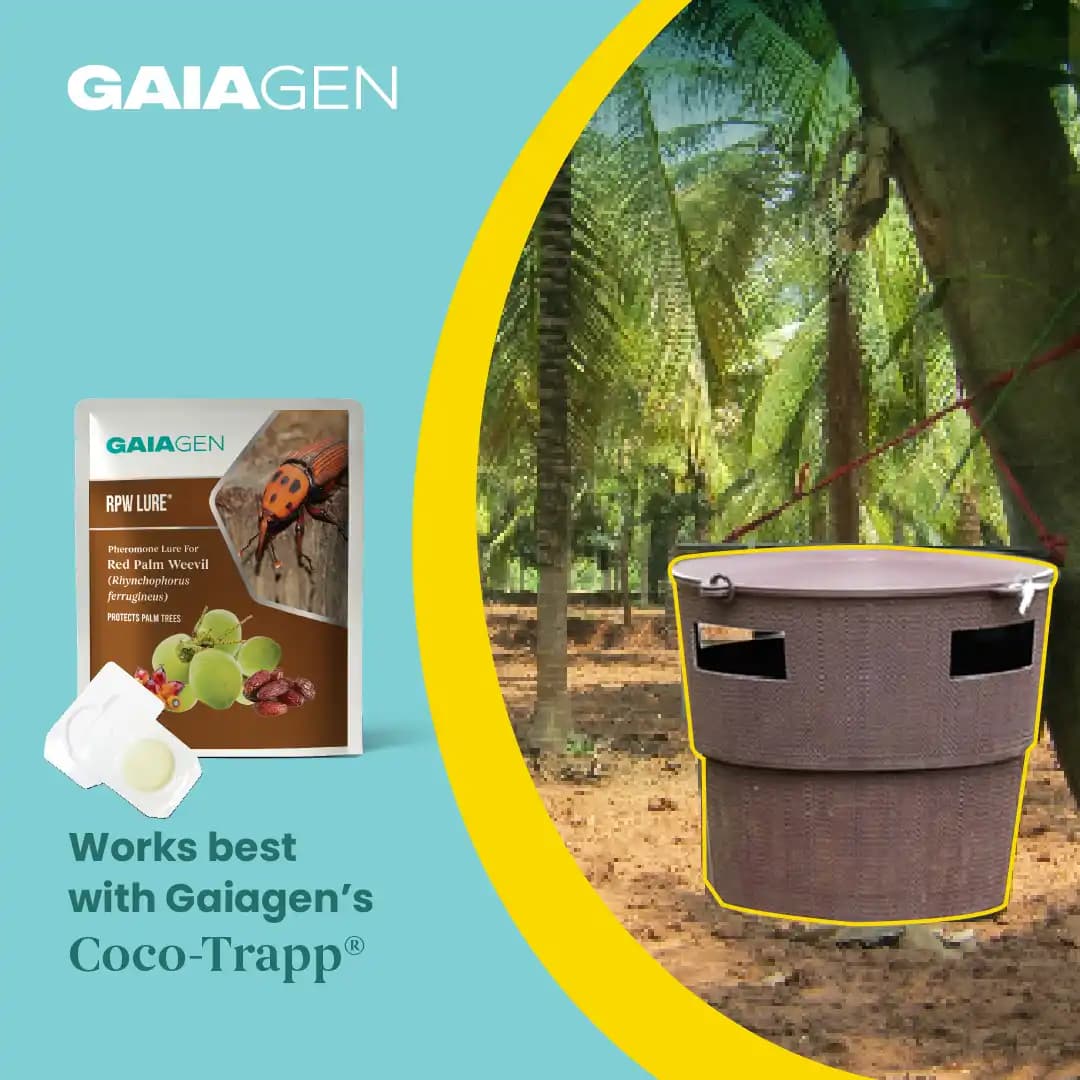 Gaiagen RPW Lure With Insect Bucket Traps, Pheromone Lure For Red Palm Weevil (Rhynchophorus Ferrugineus), IMO Certified. - Image 3