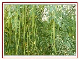 RK Seeds - Home Garden and Kitchen Garden Seeds of Vegetable Seeds - Drumstick Seeds, Moringa oleifera , Moringa seeds Sesbania grandiflora 5