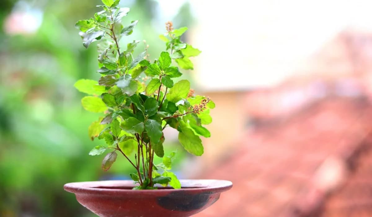 SRI SAI FORESTRY- Natural Tulsi Seed or Holy Basil Seeds, Indian Tulsi Plant Seeds, Flower Seeds - Image 10