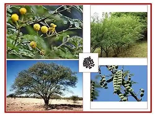 RK Seeds - Acacia Nilotica 100 g + Bamboo Seeds 50 g + Dendrocalamus Strictus 50 g + Tecoma Stans 100 g + Gliricidia Sepium 100 g (Pack of 5) - Image 4