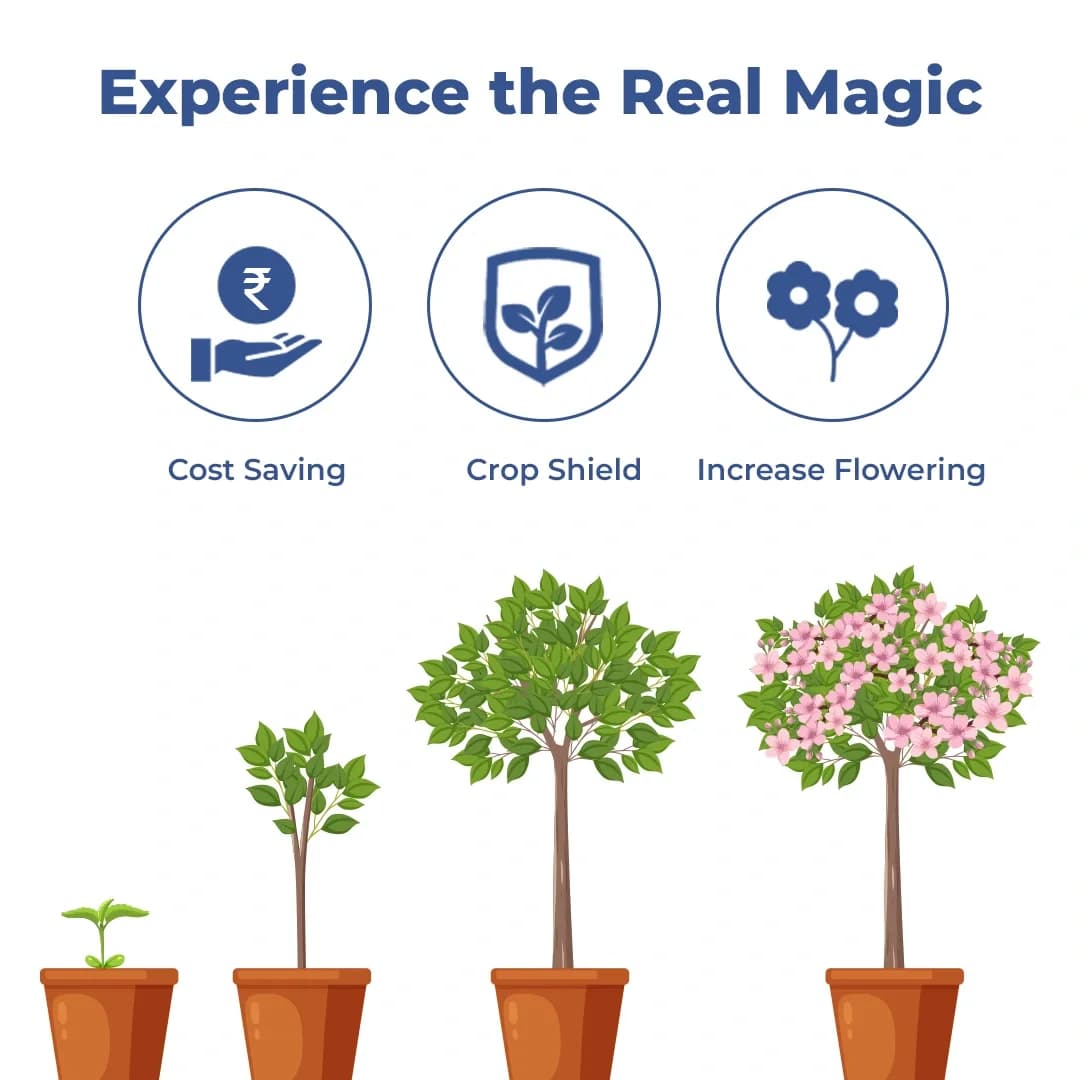 FLOWER MAGIC - Effective Flowering Stimulant and Enhancer, Combination Of N.B, Emulsifier, and Fulvic Acid - Image 3