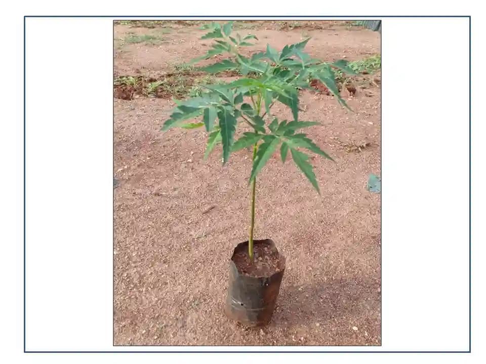 RK Seeds Melia Dubia - Malabar Neem - Live Plants - 1 Ft Height, Fast Growing Trees. - Image 3