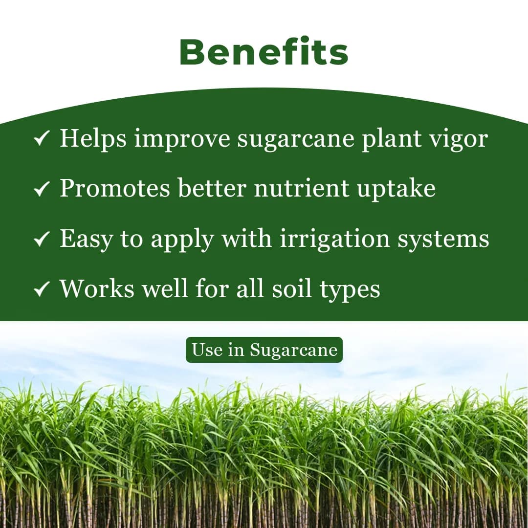 Gacil Sugarcane Special - Sugarcane Fertilizer - Image 4