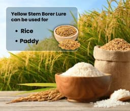 Chipku Pheromone Trap Funnel With Scriptophaga Incertulas Lure To Catch Insect, Moth Yellow Rice Stem Borer (YSB) 4