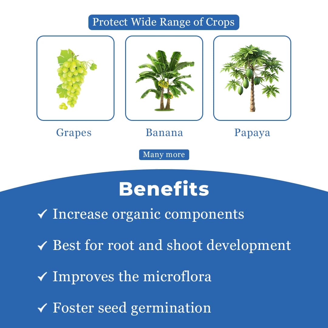 Dr. Bacto\'s Pancham Gold Granules, Formulation of Arbuscular Mycorrhiza, Increase the Plant Growth and Yield and Enrich the Soil Condition - Image 4