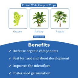 Dr. Bacto\'s Pancham Gold Granules, Formulation of Arbuscular Mycorrhiza, Increase the Plant Growth and Yield and Enrich the Soil Condition 4