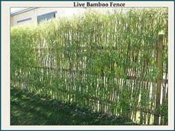 RK Seeds - Acacia Nilotica 100 g + Bamboo Seeds 50 g + Dendrocalamus Strictus 50 g + Tecoma Stans 100 g + Gliricidia Sepium 100 g (Pack of 5) 5