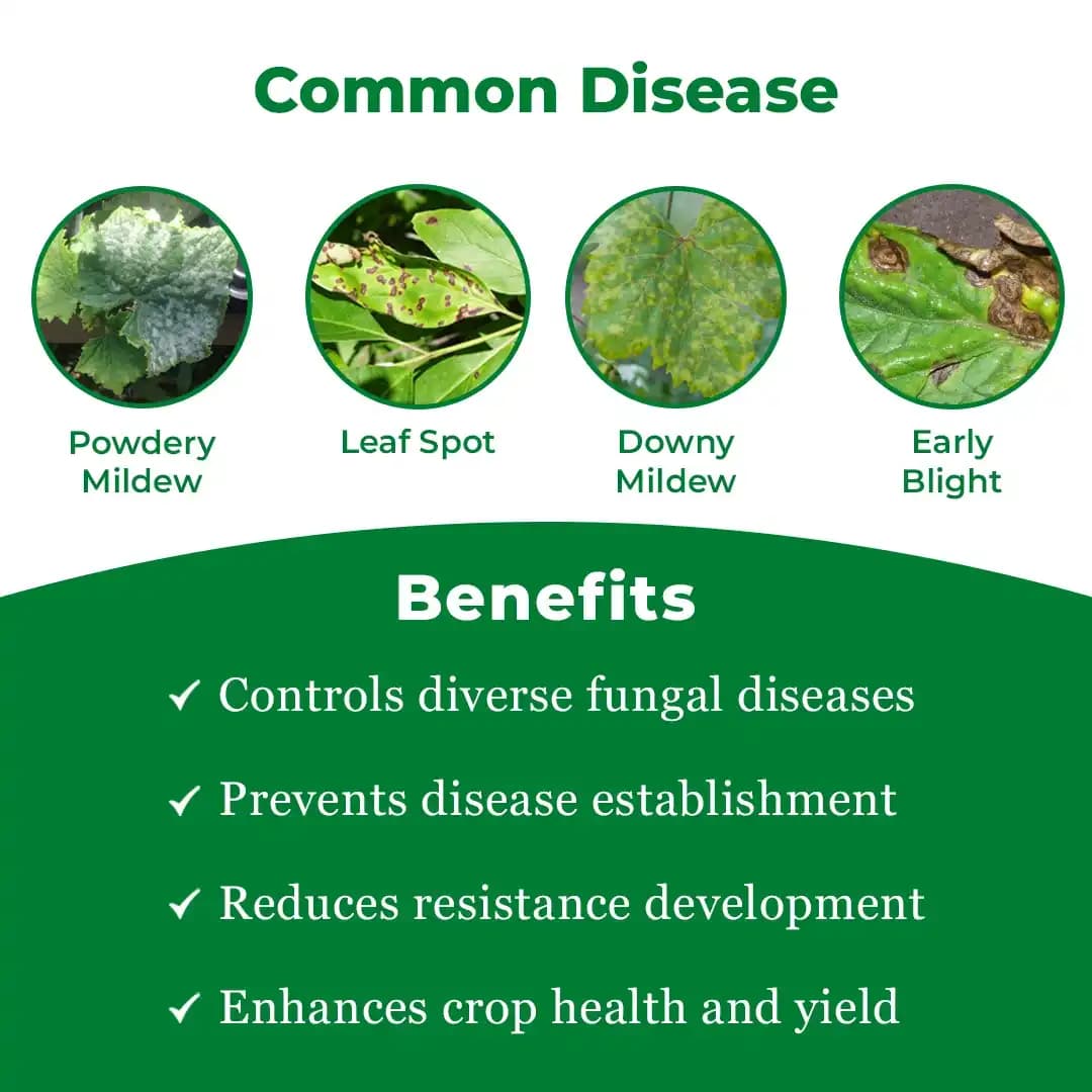 RAINZEB - M45 Mancozeb 75% WP Fungicide, Control Brown And Black Rust, Leaf Blight, Leaf Blight, Downy Mildew, Blast, Leaf Spot, Early Blight, Tip Rot - Image 3