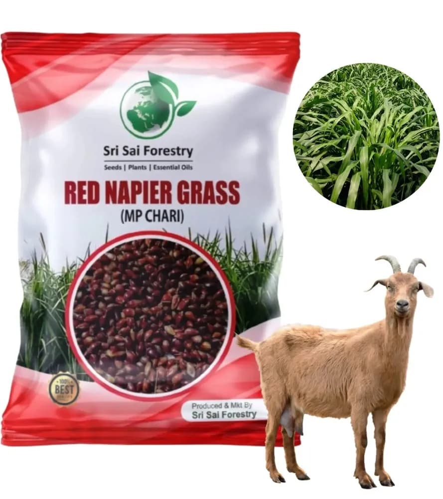 Sri Sai Forestry Red Napier Grass Seeds (MP Chari) Animal Fodder Seeds, For Summer and Rainy Seasons - Image 6