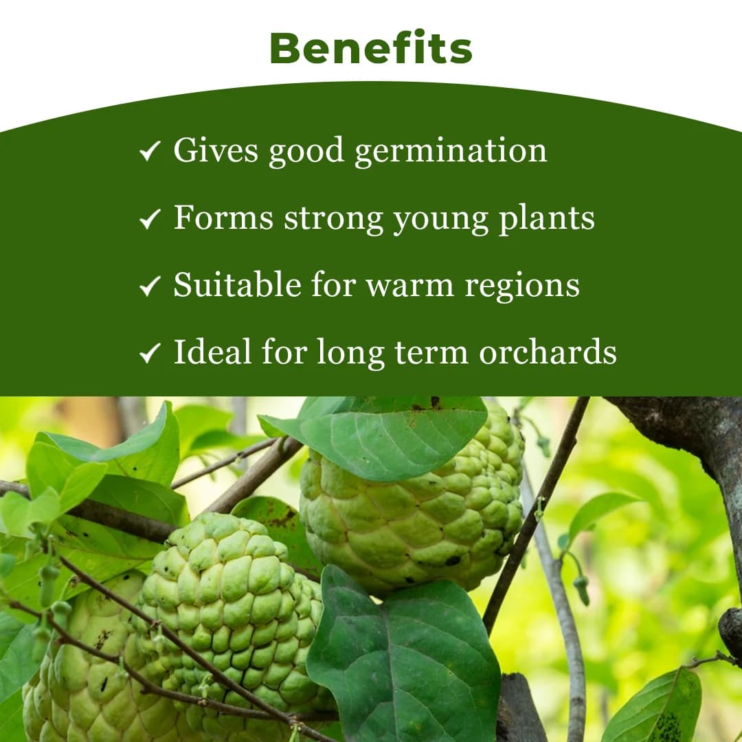 SRI SAI FORESTRY Custard Apple Seeds, Sitafal Ke Beej, Sugar Apple Seeds, Sweetsop Seeds, Annona squamosa Fruit Tree Seeds - Image 4