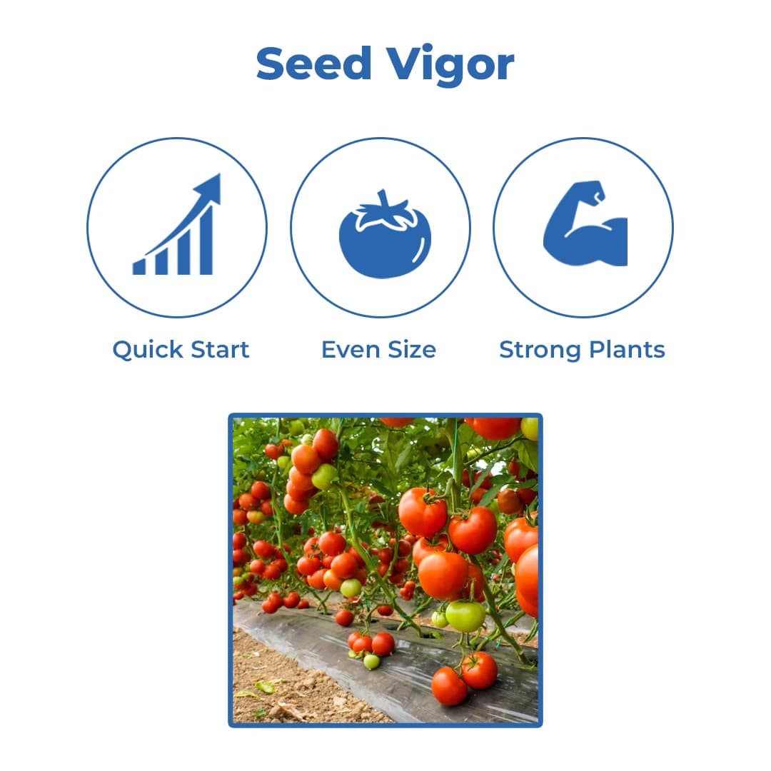 Sagar Tejas SB 29 Tomato Seeds - (Tamatar Seeds) Firm Fruits, Ideal For Kharif and Rabi Seasons (3000 Seeds Pack) - Image 3