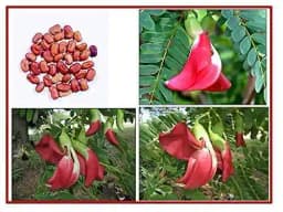 RK Seeds - Home Garden and Kitchen Garden Seeds of Vegetable Seeds - Drumstick Seeds, Moringa oleifera , Moringa seeds Sesbania grandiflora 6