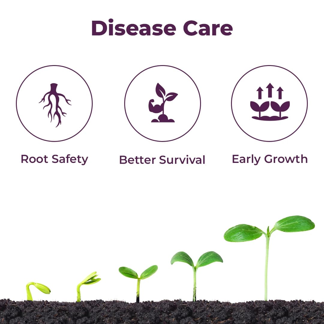 Exylon Venus Validamycin 3% L Fungicide, Broad-Spectrum, Fungal And Bacterial Diseases Controls In Crops - Image 3