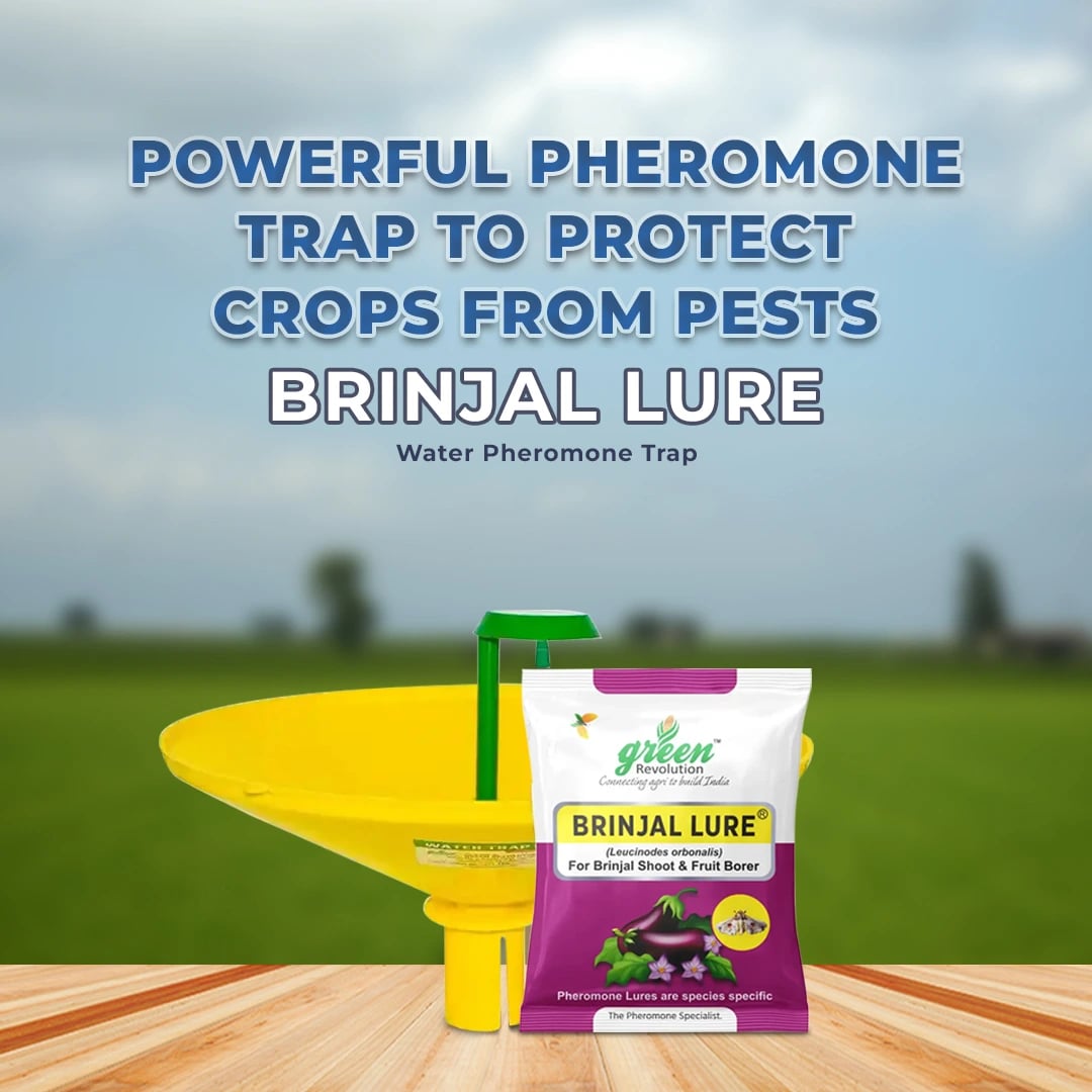 Green Revolution Brinjal Lure - Leucinodes Orbonalis