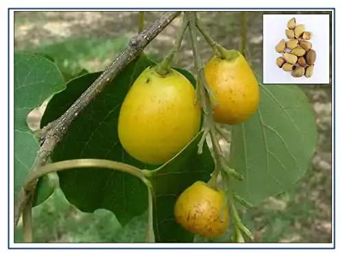 RK Seeds - Gmelina arborea seeds, Gamhar seed, White Teak, Gmelina, goomar teak seeds, Kashmir tree, Malay beechwood seeds, white teak seeds, Yamane, - Image 5