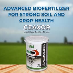 BACF Lyo Ceaxor, Unique combination of Compatible lyophilized Bacillus Strains 2