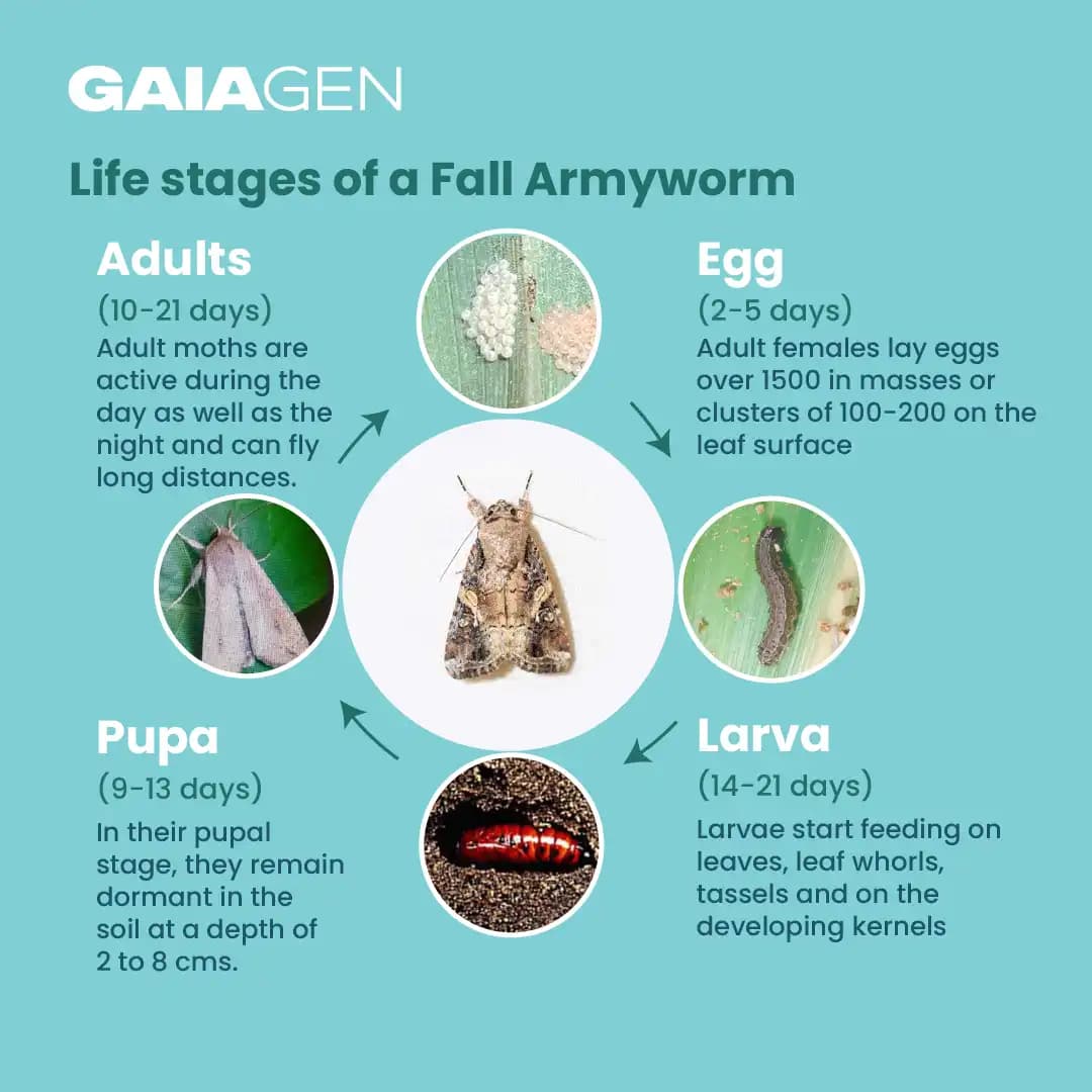 Gaiagen Fall Army Worm Pheromone Lure For Spodoptera Frugiperda And Insect Funnel Trap, IMO Certified - Image 5