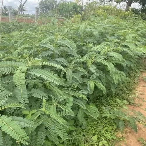 SRI SAI FORESTRY - Sesbania Grandiflora (Agati) Fodder Seeds , Humming bird Tree Seeds, Livestock Food Seeds - Image 4