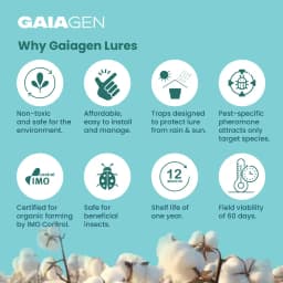 Gaiagen Pheromone Lure for Pink Bollworm (Pectinophora Gossypiella) And Insect Funnel Trap, IMO Certified. 8