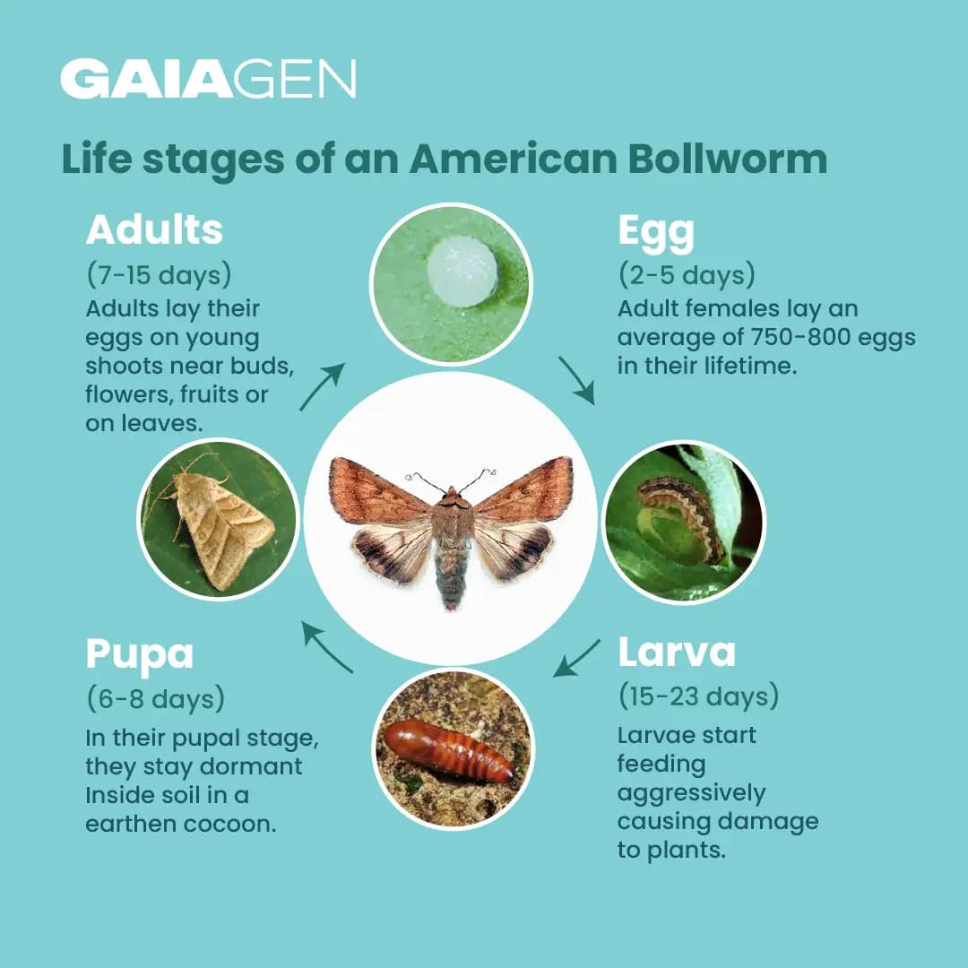 Gaiagen Pheromone Lure For American Bollworm (Helicoverpa Armigera) And Insect Funnel Traps, IMO Certified - Image 5