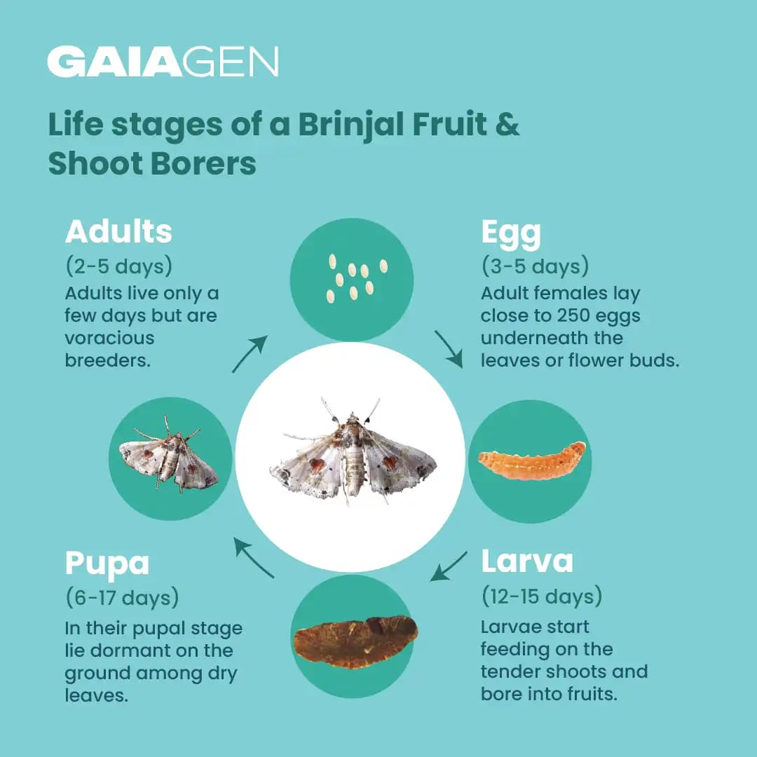 Gaiagen Brinjal Fruit And Shoot Borer Pheromone Lure For Leucinodes Orbonalis, IMO Certified. - Image 5