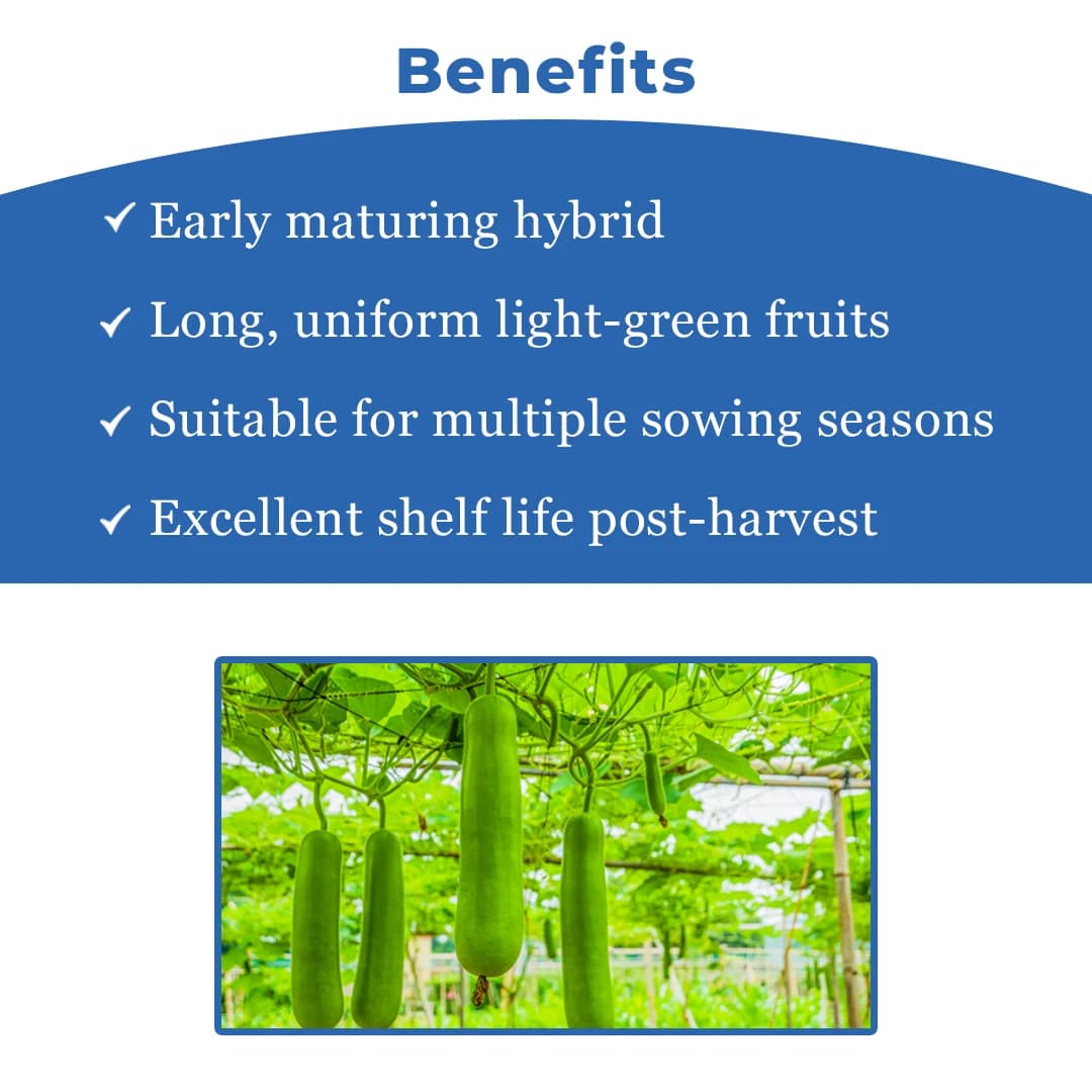 Iris Super-101 F1 Hybrid Bottle Gourd Seeds, High Yield, Cylindrical Shape And Vigorous Growth - Image 4