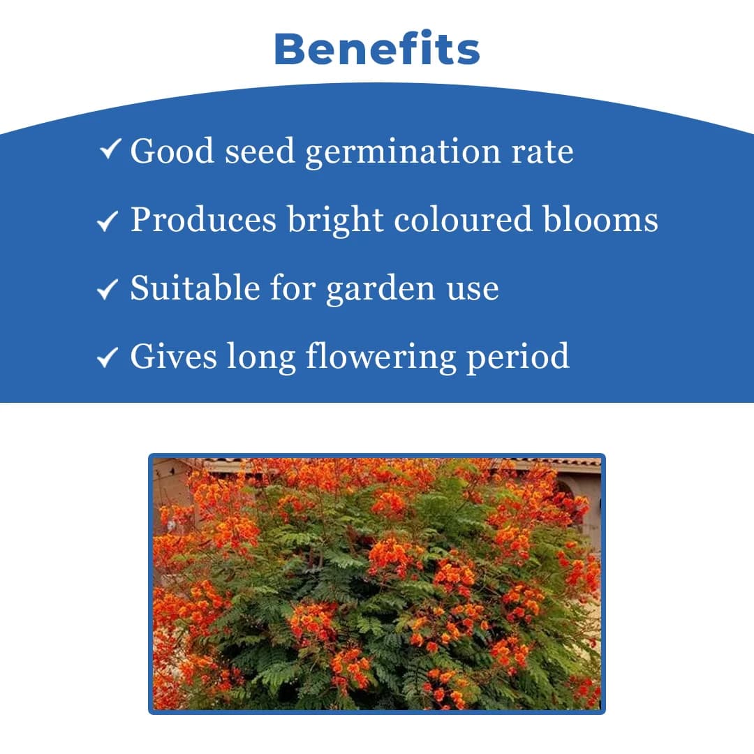 SRI SAI FORESTRY Caesalpinia pulcherrima, Peacock Flower, Rajamalli, Red Bird of Paradise Flowering Plant Seeds For Home Garden,Fencing & Terrace - Image 4