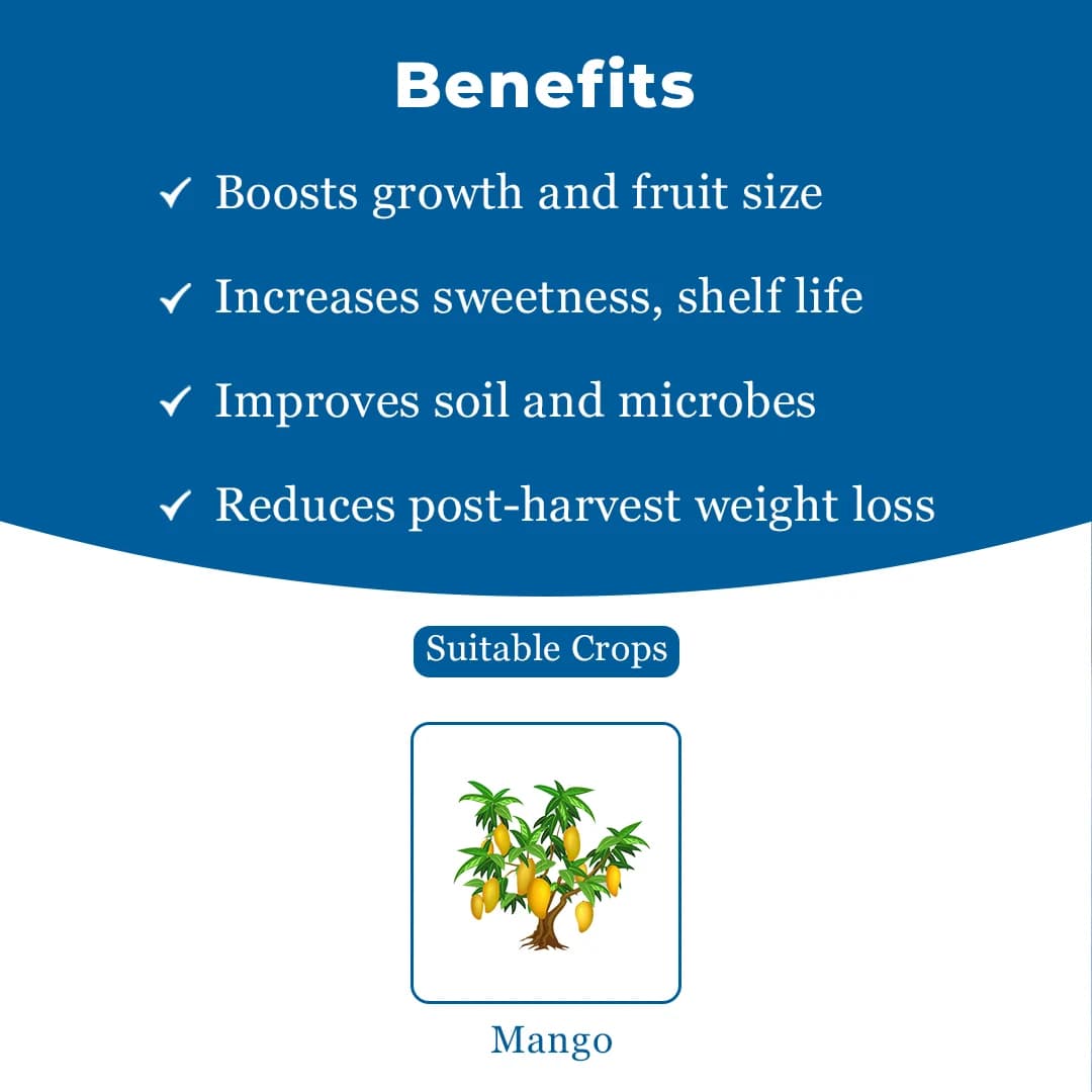 Amruth MANGO GROW Mango Microbial Consortia-MMC, Helps In Plant Growth And Development, Specially For Mango - Image 4