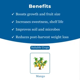 Amruth MANGO GROW Mango Microbial Consortia-MMC, Helps In Plant Growth And Development, Specially For Mango 4