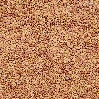 RK Seeds Grass seeds, Alfalfa seeds , Lucerne seeds, Medicago Sativa , Cattle grass seeds , Fodder, grass seeds, Kuthirai masal grass seeds - Image 5