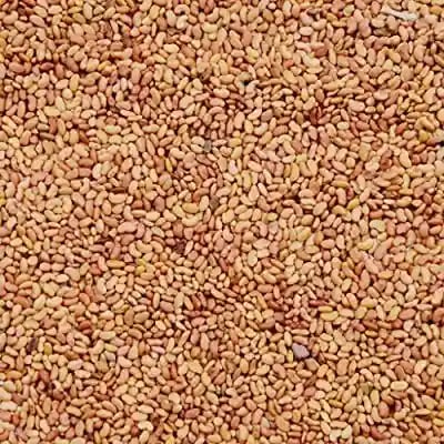 ఆర్కే సీడ్స్ అల్ఫాల్ఫా విత్తనాలు - (మెడికాగో సటైవా) లూసర్న్ విత్తనాలు, పశుగ్రాస్ విత్తనాలు, మేత, గడ్డి విత్తనాలు, కుతిరై మసాల్ గడ్డి విత్తనాలు