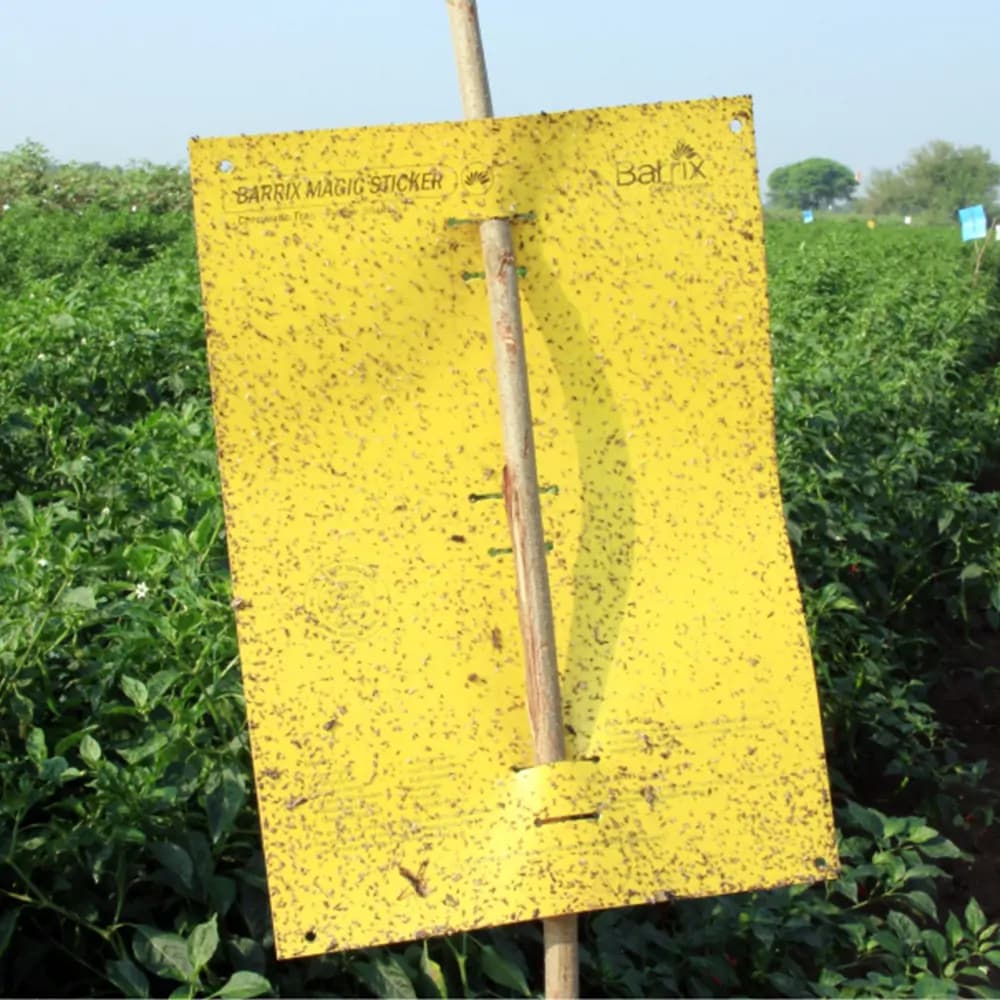 Barrix Yellow Magic Sticker Chromatic Trap - Image 5