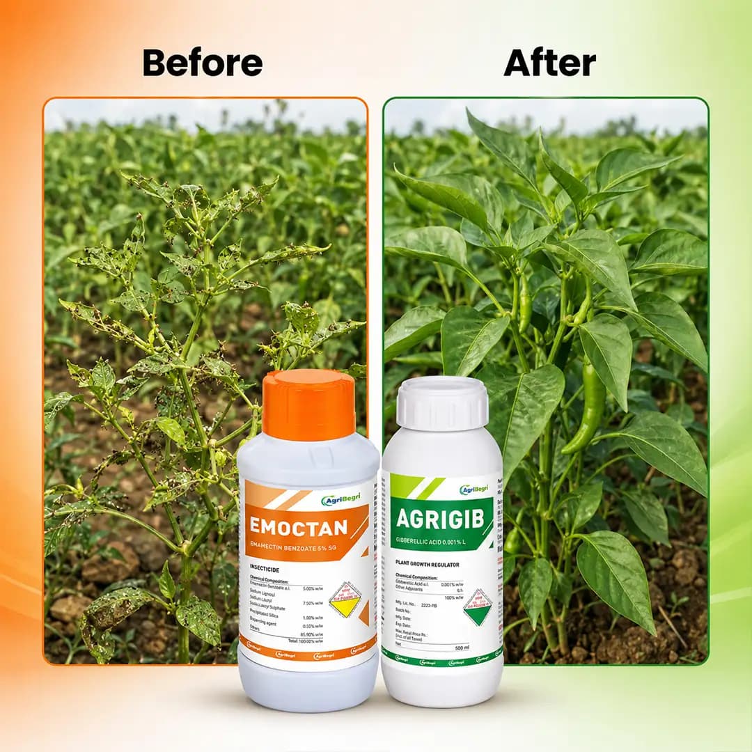 AgriBegri Combo Pack (Emoctan 250gm + Agrigib 500ml) Powerful Combination, Complete Crop Protection and Growth Solution - Image 6