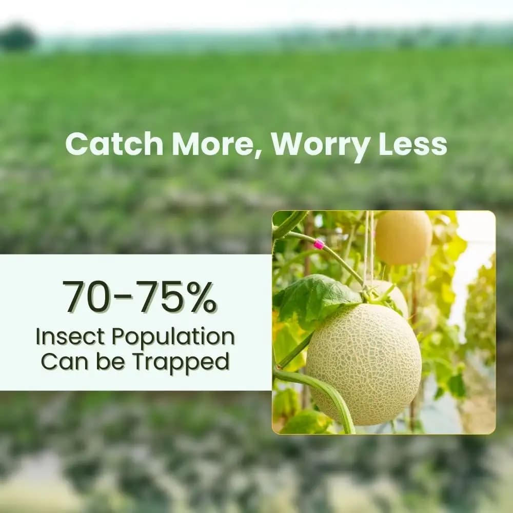 Chipku Pheromone Ecomax Trap With Melon Fly Lure (Bactrocera Cucurbitae) Feeding By The Larvae. For Gourds, Pumpkin, Tomato, Water Melon, Zucchini - Image 4