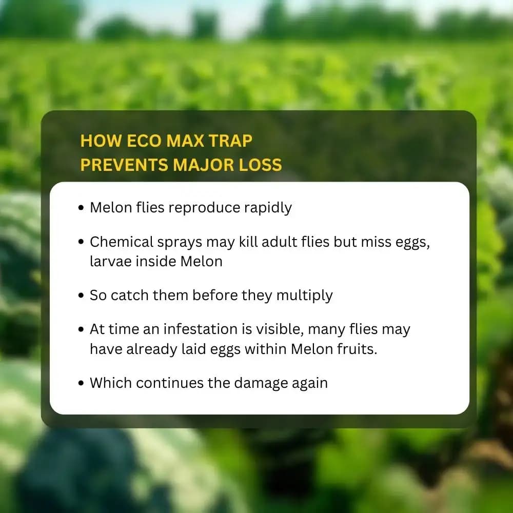 Chipku Pheromone Ecomax Trap With Melon Fly Lure (Bactrocera Cucurbitae) Feeding By The Larvae. For Gourds, Pumpkin, Tomato, Water Melon, Zucchini - Image 8