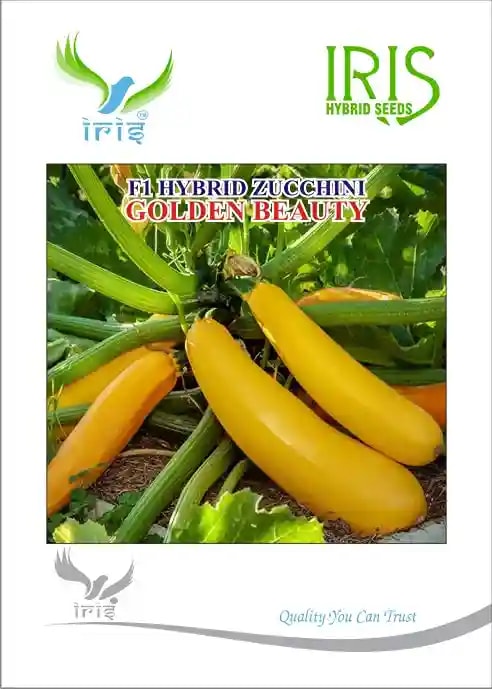 Iris Hybrid Vegetable Seeds, F1 Hybrid Zucchini Golden Beauty, Cylindrical Shape