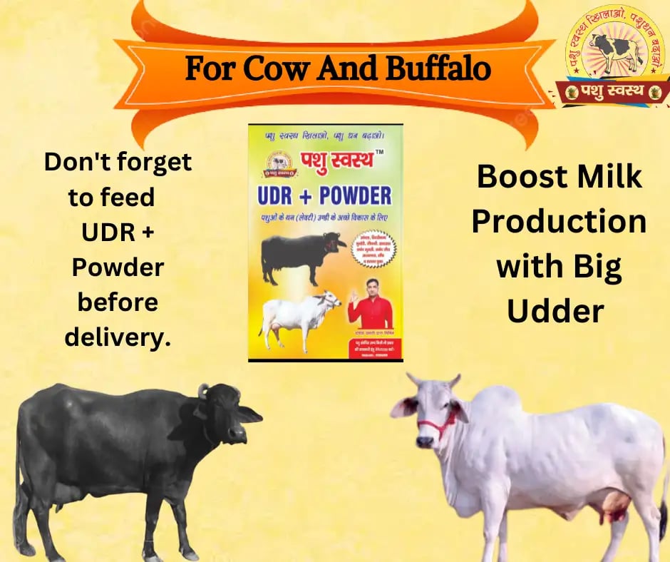 PASHU SVASTH UDR+ POWDER, Herbal Udder (Levity, Thun) Milk Enhancer For Cows And Buffaloes