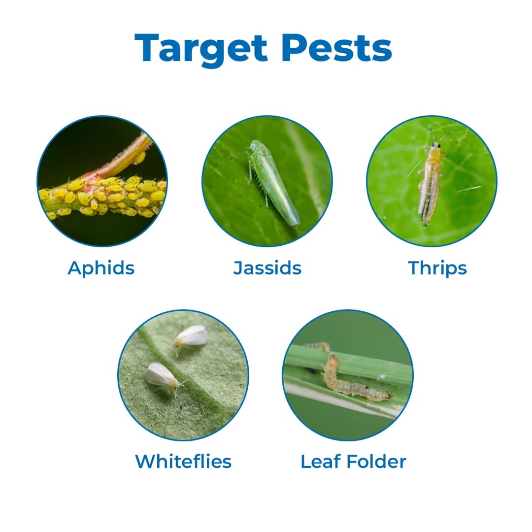 Clorin 505 - Chlorpyriphos 50% + Cypermethrin 5% EC Insecticide, Best Use Against Aphids, Jassids, Thrips, Whiteflies, Spotted, Pink Bollworm - Image 3