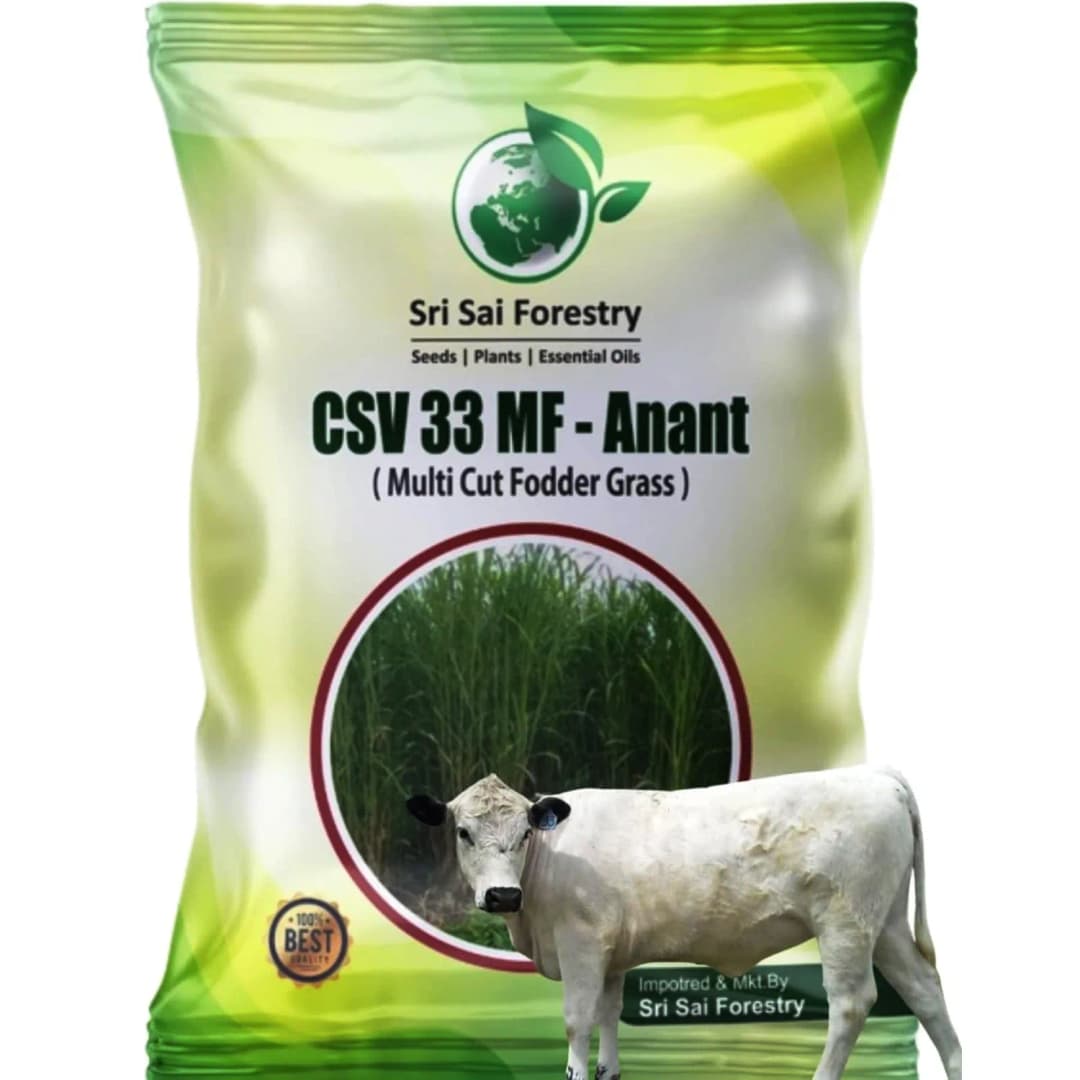 Sri Sai Forestry CSV-33 MF Anant Fodder Grass Seeds, High Yield Multi Cut Grass Seed - Image 6