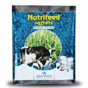 Advanta Nutrifeed Forage Seeds,Grass Seed, High Biomass Yield 50% More than SSG Products, Suitable for Multi-cutting - Image 1