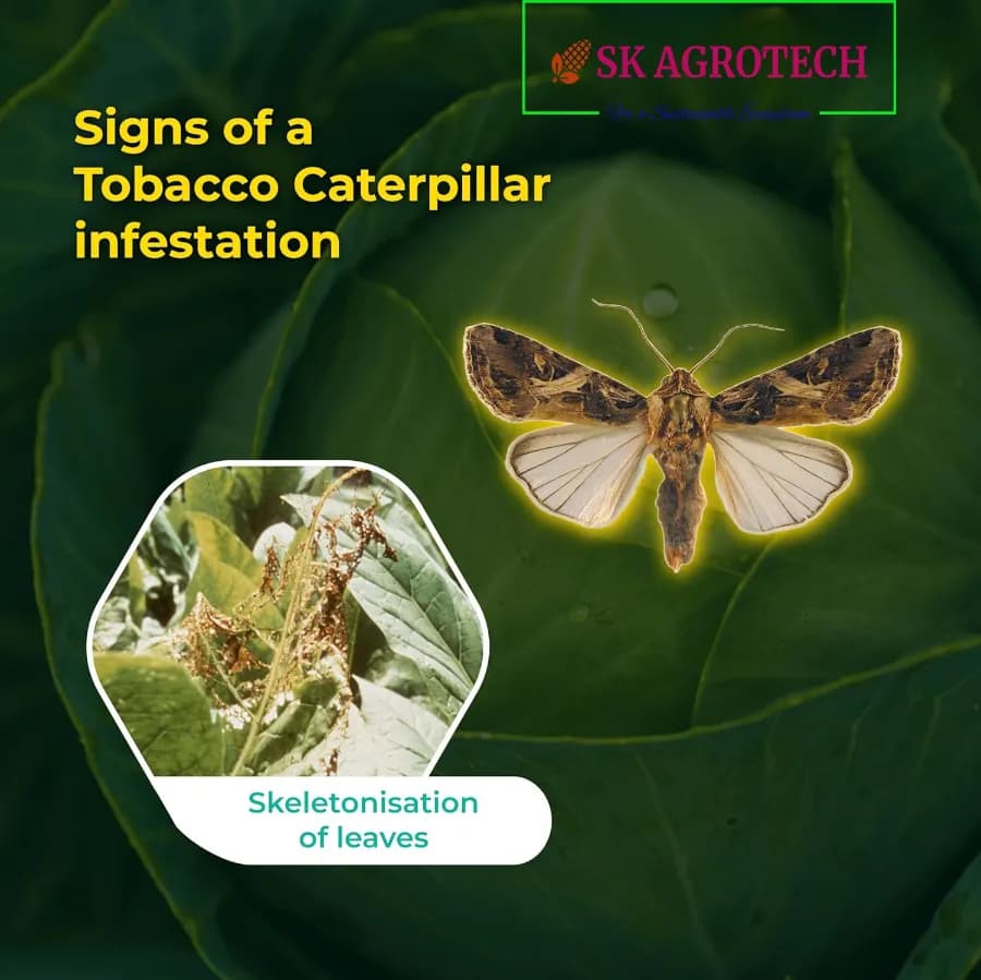 SK Agrotech Spodoptera Litura Cotton Leafworm Pheromone Trap With Lure - Effective Monitoring and Control - Image 7