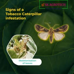 SK Agrotech Spodoptera Litura Cotton Leafworm Pheromone Trap With Lure - Effective Monitoring and Control 7