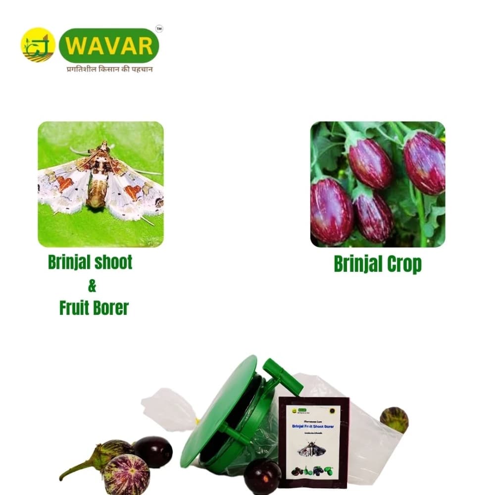 WAVAR Leucinodes Orbonalis Funnel Trap, Efficient For Brinjal Fruit Shoot Borer Pest, Effective Pest Management - Image 4