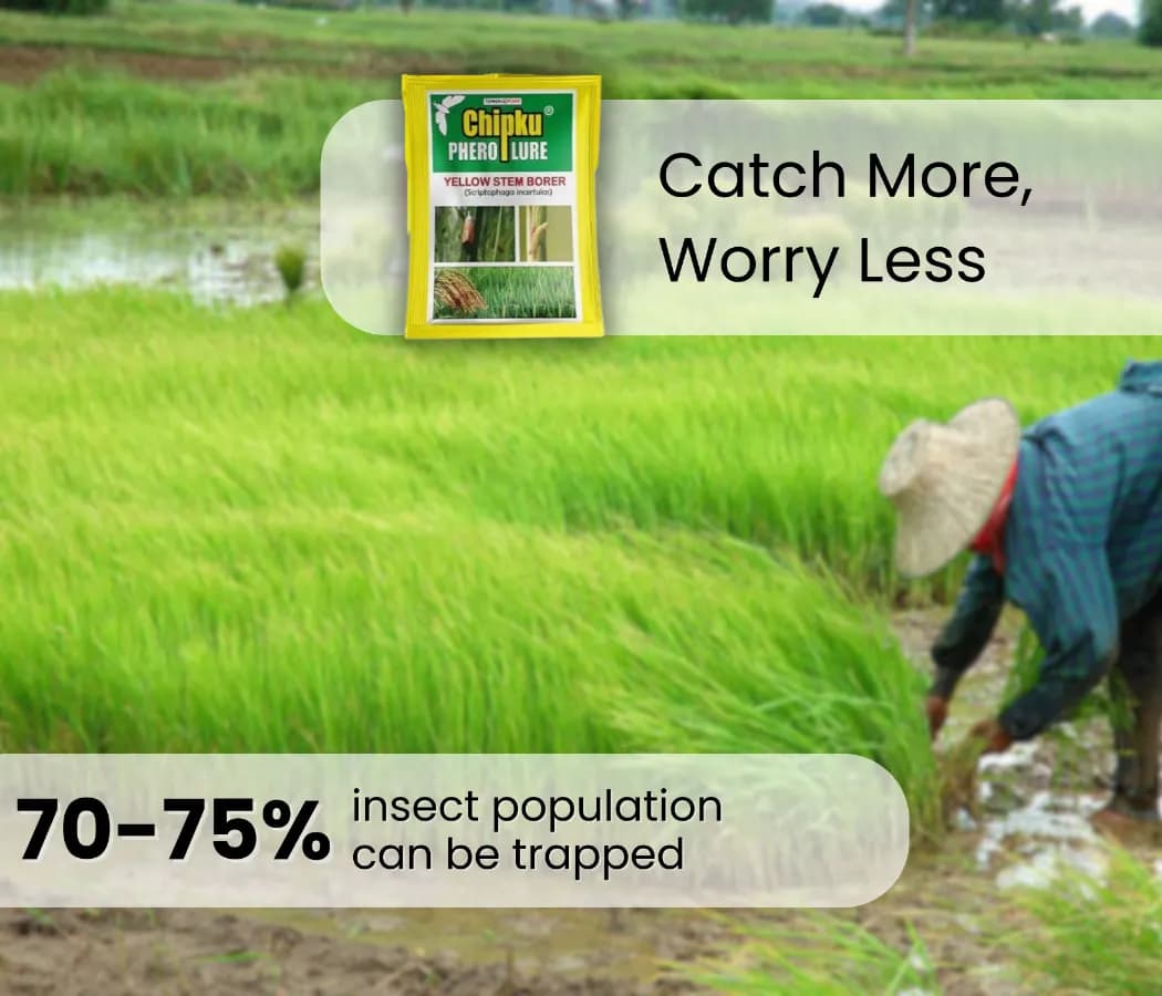 Chipku Pheromone Trap Funnel With Scriptophaga Incertulas Lure To Catch Insect, Moth Yellow Rice Stem Borer (YSB) - Image 2